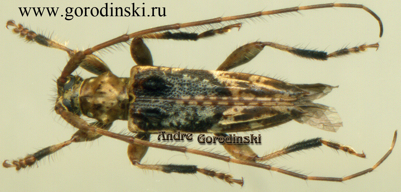 http://www.gorodinski.ru/cerambyx/Acanthociini sp..jpg